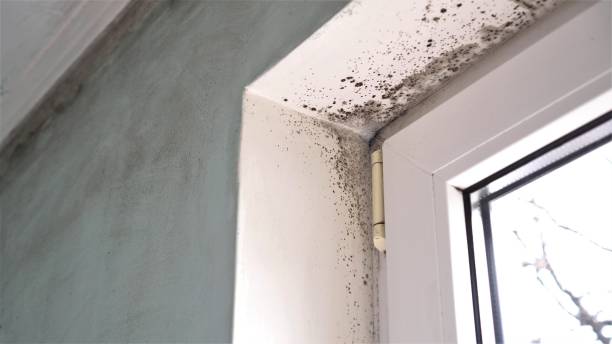 Environmental Consulting for Mold Prevention in Ardmore, AL